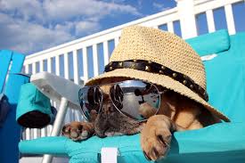 Top Tips for Keeping Dogs Cool in Summer - Bow-Wow Pets