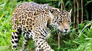 Lo cierto es que quedó expuesto que los pumas no tienen muchas opciones para elegir en ese puesto y eso ocurre también en otras posiciones. Emocion Panorama Ganar Los Pumas Y Jaguares Torbellino Para Justificar Pensar En El Futuro