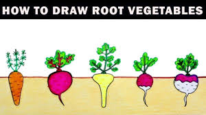 How To Draw And Color Root Vegetables Step By Step Easy Drawing And Co Easy Drawings Coloring For Kids Root Vegetables