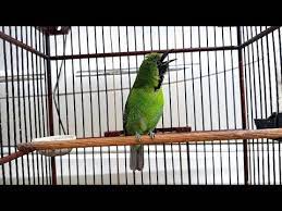 Cucak ijo (ci) adalah salah satu burung kicauan yang memiliki banyak penggemar dan yang popularitasnya paling awet dibanding burung kicauan jenis lainnya. Pancingan Cucak Ijo Agar Rutin Gacor Baik Dirumah Atau Digantangan Youtube