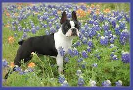 Breeding boston terriers for over 35 years. Greater Houston Boston Terrier Club