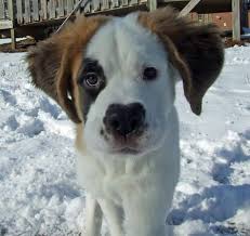 Black And White St Bernard Puppy Saint Bernard St Bernard Dogs Saint Bernard Dog Swimming
