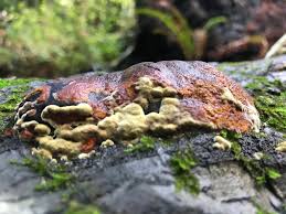 Image result for Phellinus gilvus