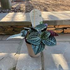 Image result for Fadogia gossweileri