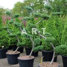 Jardinerie En Ligne Arbres Nuages A Prix Grossiste 2 Jardin De Topiaires Amenagement Cour Plante