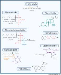 Image result for Lipid