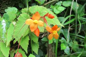 Image result for Vernonia sutherlandii