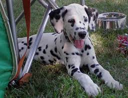 .we have male and female, 10 weeks old puppies for sale. Simon The Dalmatian Dalmatian Puppy Dalmatian Puppies For Sale Puppies For Sale