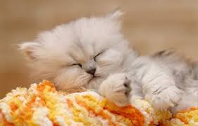 Sleeping Kitten Uyuyan Kedi Yavrusu Sevimli Kediler Kediler Ve Yavrulari Ve Cok Sirin Hayvanlar