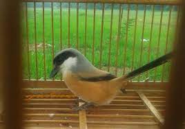 Caranya keluarkan burung gereja dalam sangkar dan pegang menggunakan tangan kiri kita. Burung Dalam Sangkar Burung Sangkar Burung Peliharaan