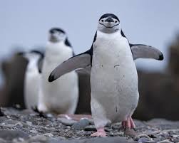 Image result for Gutenbergia rueppellii