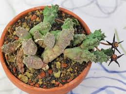 Image result for Duvalia