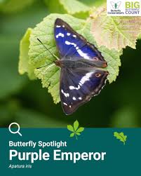 Image result for Apatura iris