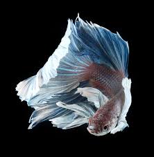 Longfin Siamese Fighting Fish By Visarute Angkatavanich Siamese Fighting Fish Betta Betta Fish