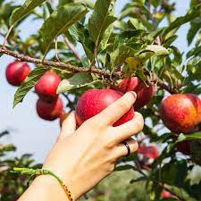 Deshalb beim pflücken am besten einen stoffbeutel umhängen, die äpfel vorsichtig hineinlegen und regelmäßig ausleeren. Obstgut Dressler Sobrigau Ot Kreischa Apfel Selbstpflucke Obstgut Dressler Sobrigau Apfel Selbst Pflucken