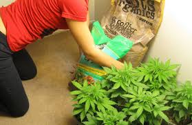 If you want to grow cannabis indoors but don't know how to build a grow room, don't worry! Where Should I Grow In The House Grow Weed Easy