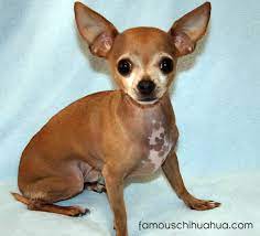 A long nose and apple (eddie munster) head. Deer Head Tan And White Chihuahua Pets Lovers