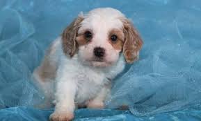 The cavapoo is the result of breeding a poodle (ususally a miniature) with a cavalier king charles spaniel. Cavapoo Puppies Pets And Animals Forsale North Carolina