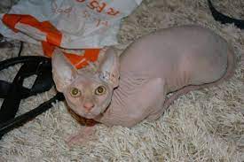 Exotic pet refers to any pet not commonly seen in traditional canine and feline practice and includes pet birds, reptiles find vet services for exotic pets near you in new jersey. Amazing Exotic Pets Dxb Home Facebook