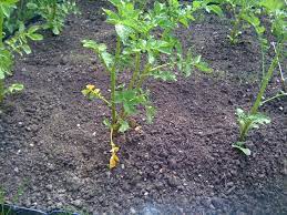 Infected plants wilt during the day but recover at night. What S Causing My Potatoes To Wilt Gardening Landscaping Stack Exchange