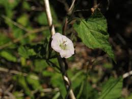 Image result for Convolvulus farinosus