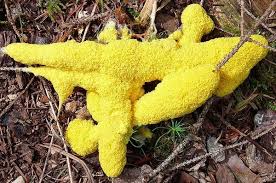 Maybe you would like to learn more about one of these? Why Is My Dog Throwing Up Yellow