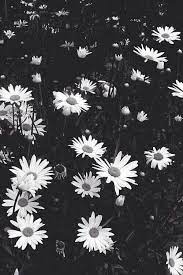 We send them to people to show them how much we care, and we send them to show our sorrow when someone dies. Black And White P R E T T Y F L O W E R S