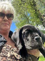 Wee Cane Corso Puppy just came