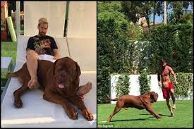 Maybe you would like to learn more about one of these? Lionel Messi Plays Football With His Gigantic Pet Dog Watch Video India Com