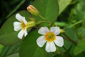 Image result for Oxalis barrelieri