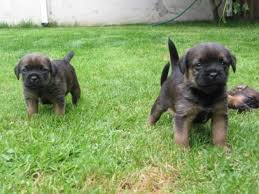 Most Border Terriers Are Seen Groomed With Brief Hair But Longer Hair Can Occasionally Be Preferred Border Terrier Terrier Dogs Dog Presents