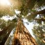 Therapeutic Power of Nature: Forests and Morning Swims Boost Mental Health in Sweden