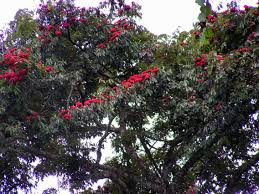 Image result for Symphonia globulifera