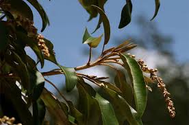 Image result for Croton gratissimus