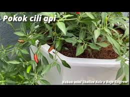 Baja perlu dilakukan sebelum penanaman bermula dan semasa penanaman sepanjang kitaran pokok hidup. Pokok Cili Api Dengan Baja Ezigrow Youtube