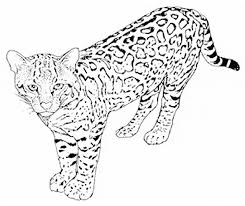 We have collected 36+ leopard coloring page images of various designs for you to color. Leopard Coloring Page Animals Town Animals Color Sheet Leopard Free Printable Coloring Pages Animals