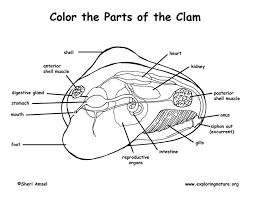 Parts Of A Clam Zoology 2 Lesson 9 Mollusks Anatomy Coloring Book Zoology Coloring Pages