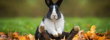 Rabbit haven recommends vpi pet insurance. What Is Myxomatosis And How Do I Keep My Rabbit Safe Summer Hill Village Vet Vet Clinic Animal Hospital Sydney Ashfield