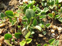 Image result for Falkia oblonga