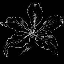 Explore our online romantic flower collection for all occasions. 2vader S Tumblr This Is Supposed To Be The Flower Of The Hong Kong