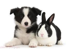 Black And White Border Collie Puppy Border Collie Bunny Too Cute Mascotas Animales Fantasticos Perros
