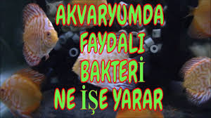 Akvaryum Bakteri Kulturu Olmazsa Olmazmi Yararli Bakteriler Zararli Bakteriler Youtube