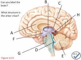 Please notice that you need a flash plugin to use the virtual microscope. Label The Brain Midsagittal View Diagram Quizlet