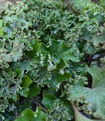 Image result for Farfugium japonicum