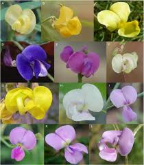 Image result for Physostigma mesoponticum