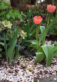 Eggshells offer extra benefits to your plants, and can be used in several different ways in the garden. Gardening 101 How To Use Eggshells In The Garden Gardenista