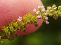 Image result for Basilicum polystachyon