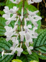 Check spelling or type a new query. Araflora Exotic Flora More Plectranthus Ciliatus
