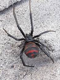 The farther north you go, and the colder and wetter the weather, the less chance of there being a black widow. Identification Request Taken In New Jersey Spiders