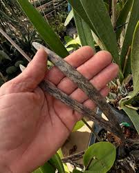 Image result for Oeceoclades decaryana